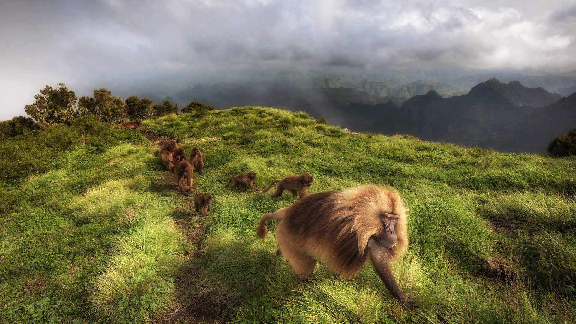 Simien Gelada