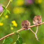 Tangled Mice