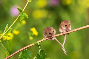 Tangled Mice