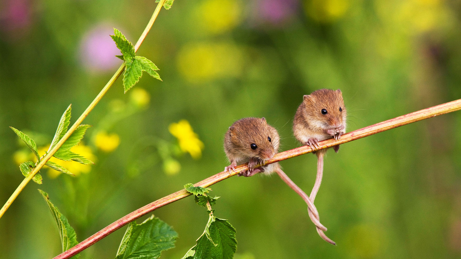 Tangled Mice