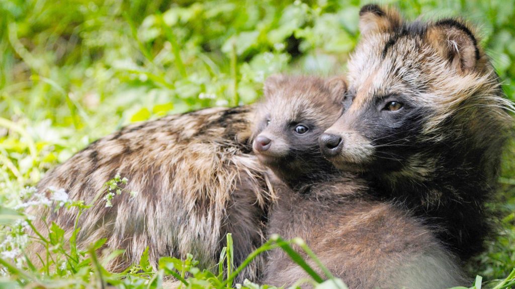 Tanuki Day