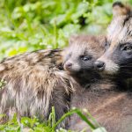 Tanuki Day