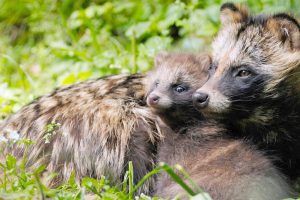 Tanuki Day