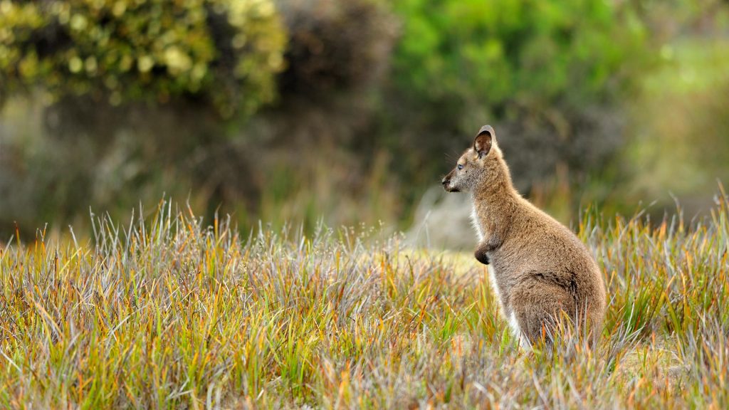 Wallaby Mt William