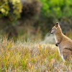 Wallaby Mt William