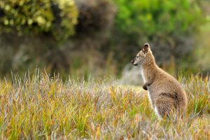 Wallaby Mt William