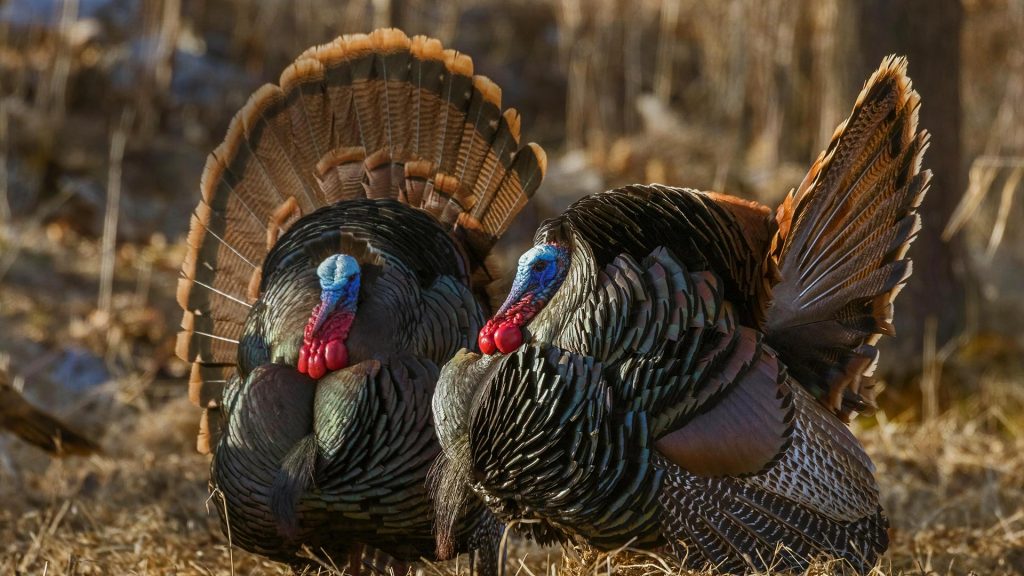 Wild Turkeys