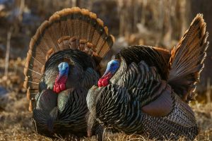 Wild Turkeys