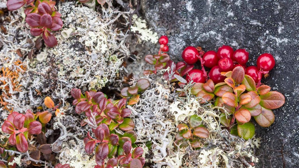 Bearberry Lichens