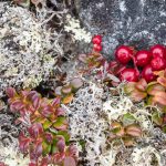 Bearberry Lichens