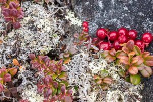 Bearberry Lichens