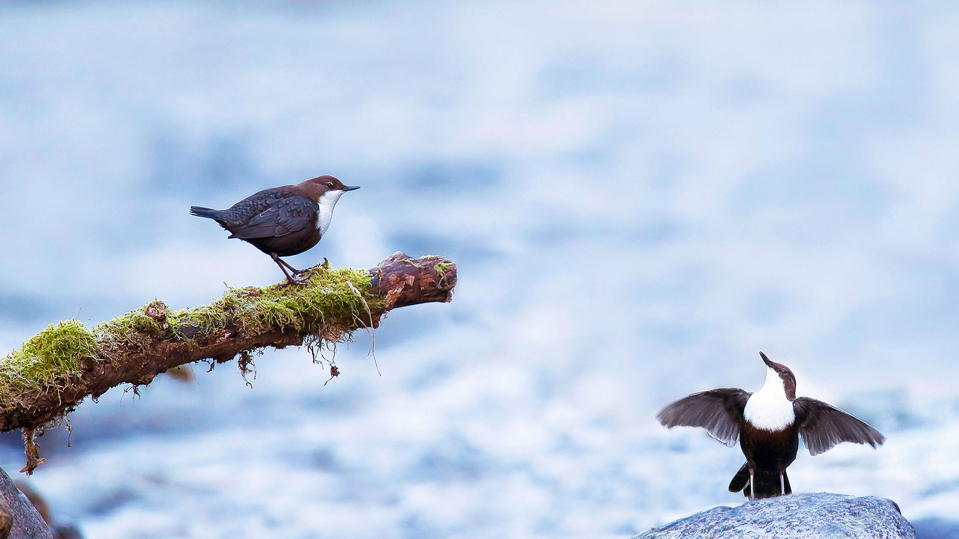 Bird Courting