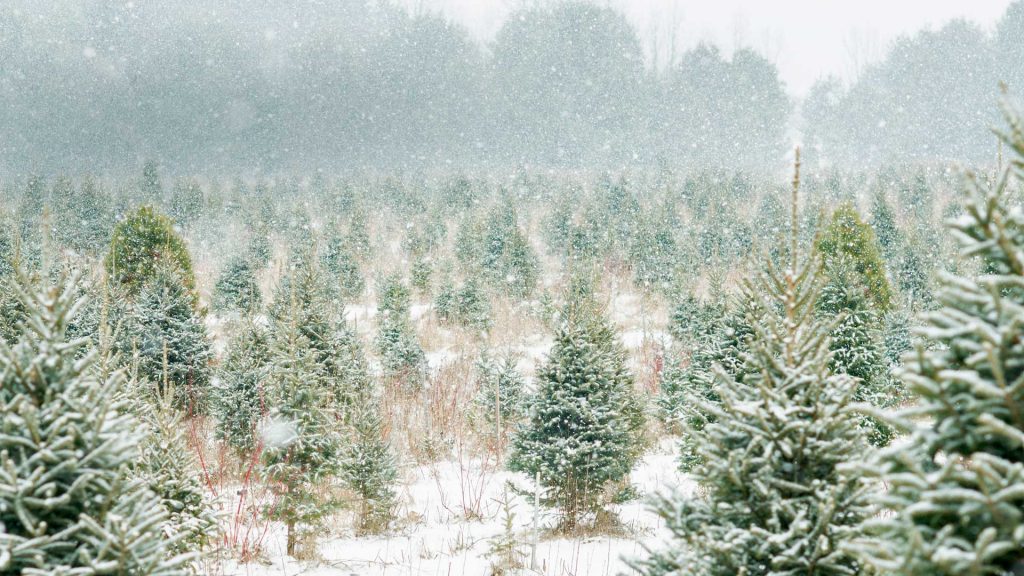 Canada Tree Farm