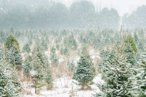 Canada Tree Farm