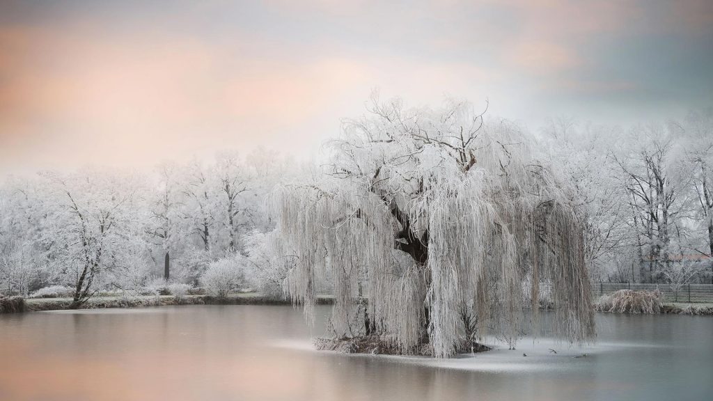 Frozen Tree – Bing Wallpaper Download