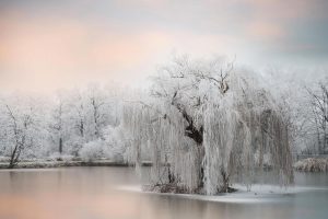 Frozen Tree