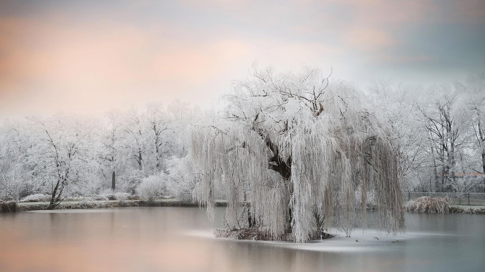 Frozen Tree