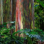Maui Eucalyptus