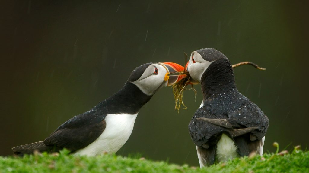 Puffin Sharing