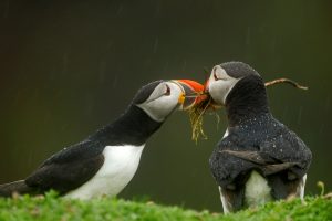 Puffin Sharing