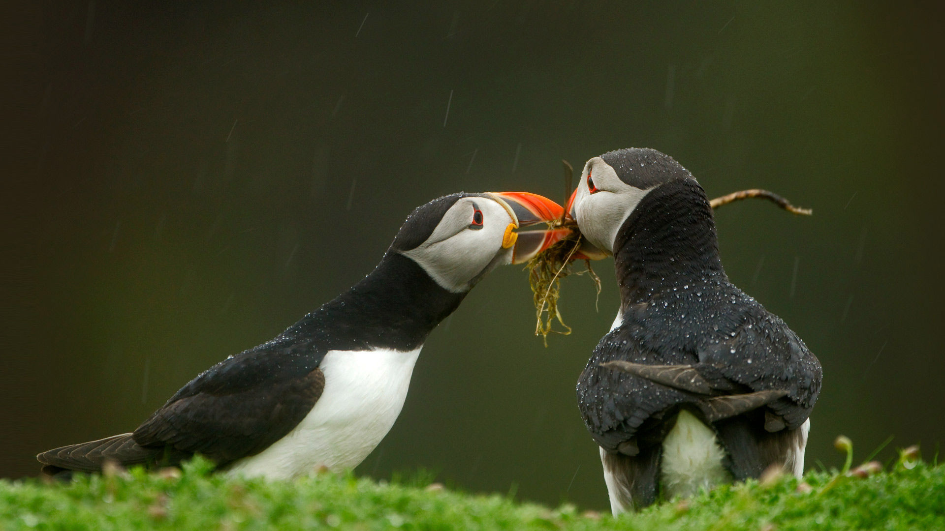 Puffin Sharing