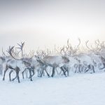 Reindeer Norway