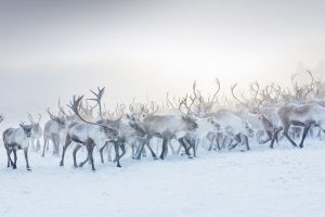 Reindeer Norway