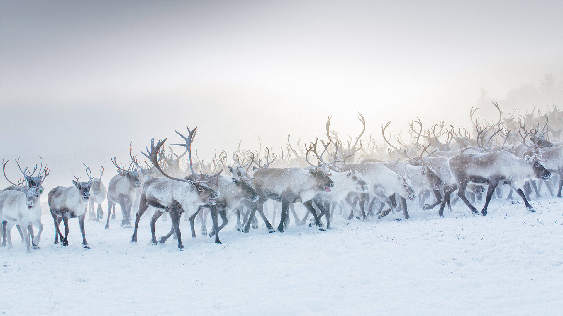 Reindeer Norway