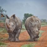 Rhinos Oxpecker