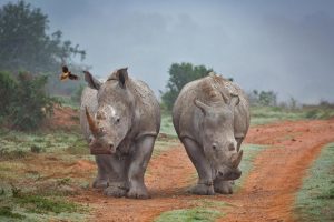 Rhinos Oxpecker