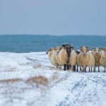 Sheep Cote Clod