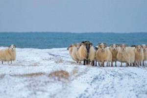 Sheep Cote Clod