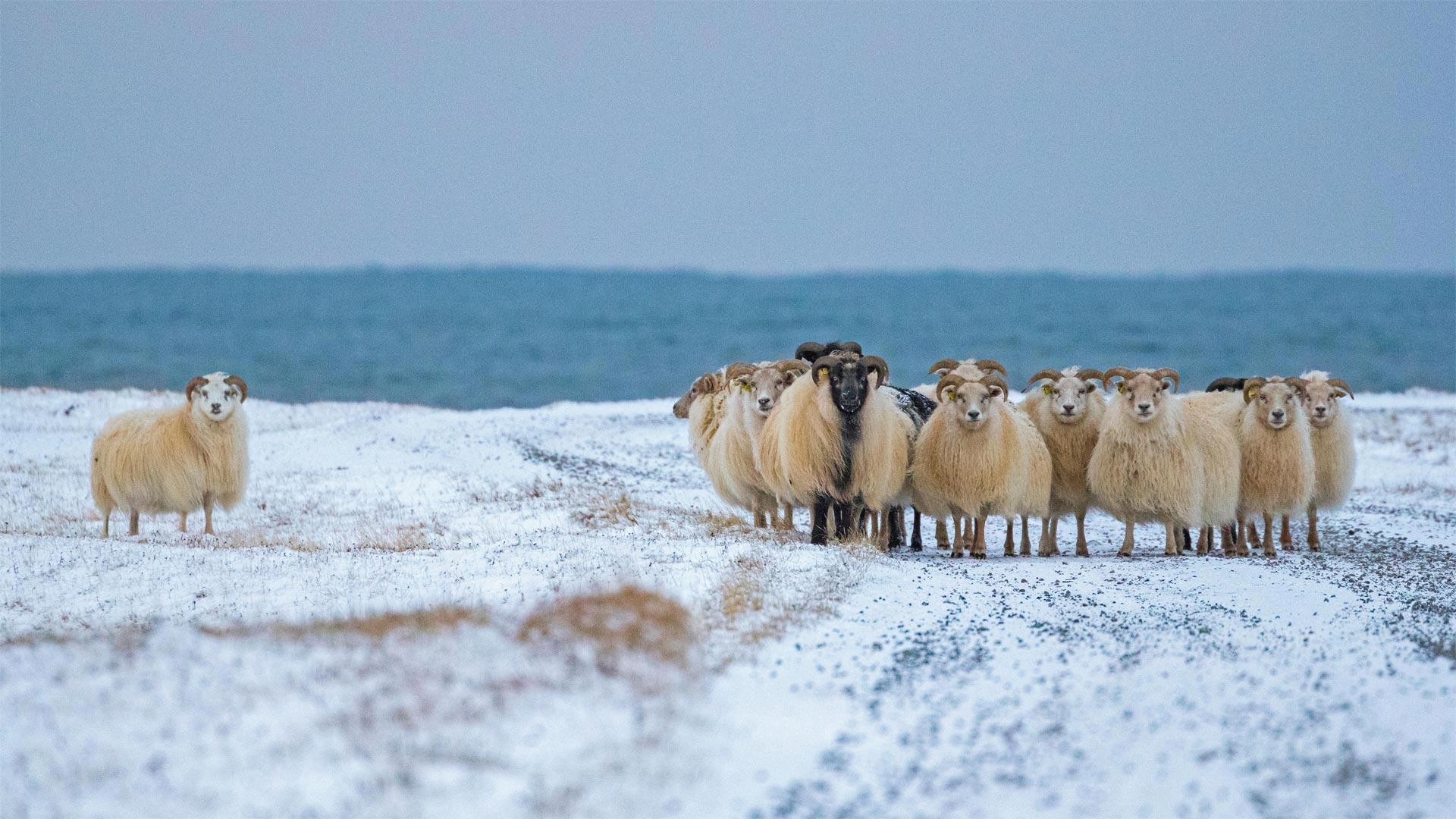 Sheep Cote Clod