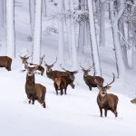 Snow Stags