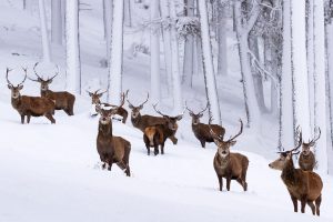 Snow Stags