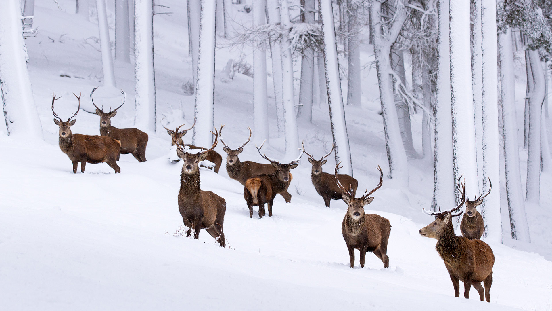 Snow Stags