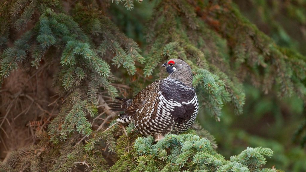 Spruce Grouse