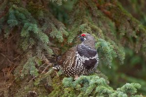 Spruce Grouse