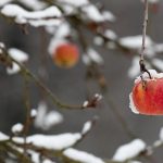 Apple Day Germany