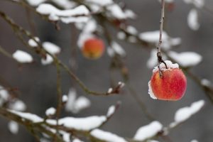 Apple Day Germany