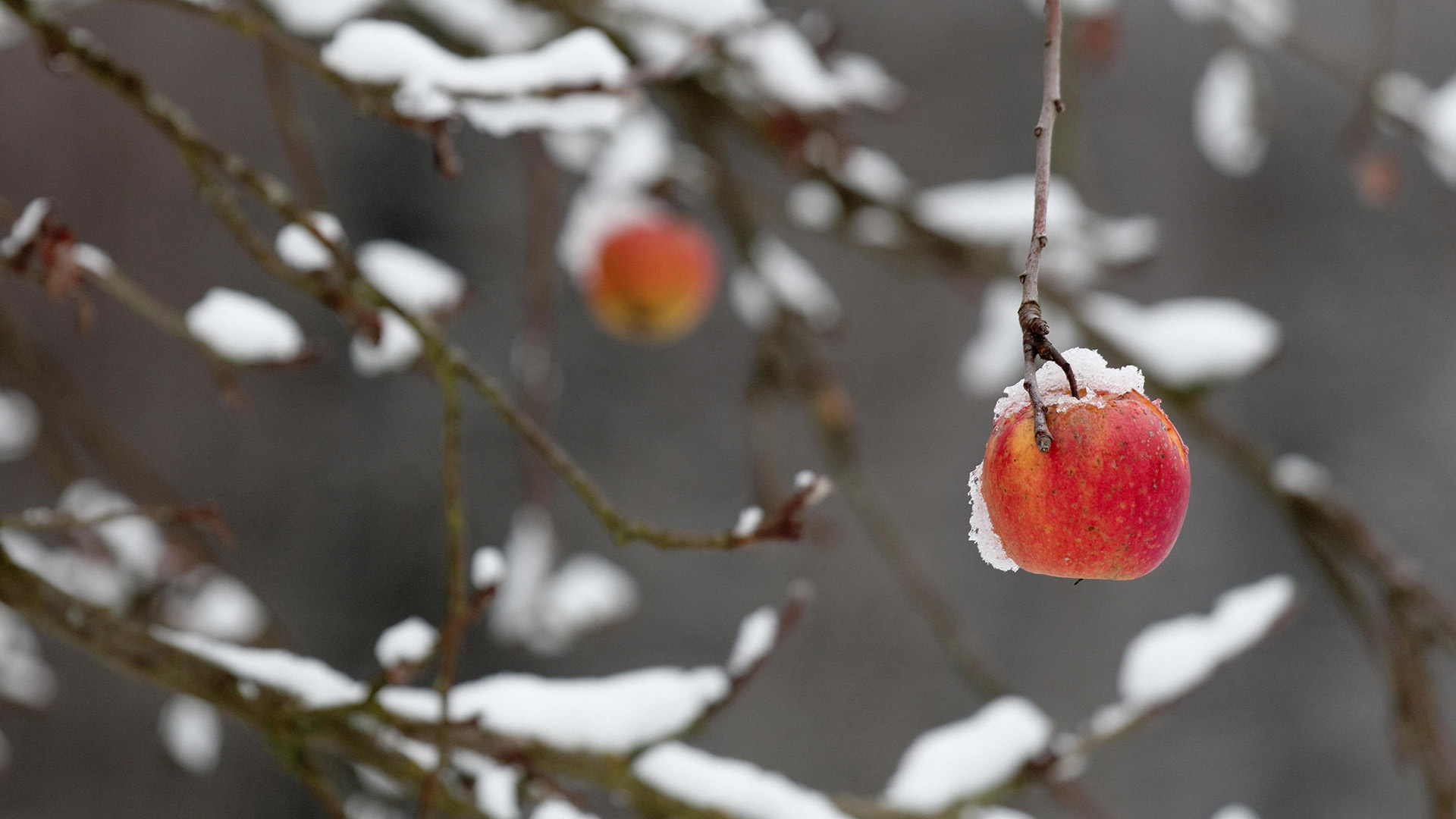 Apple Day Germany