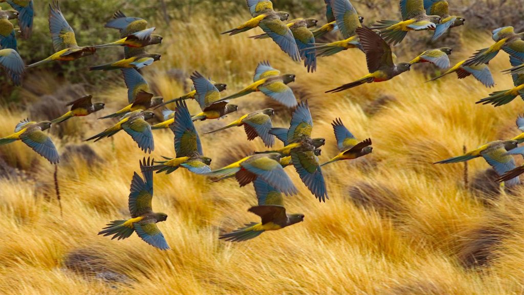 Burrowing Parakeets