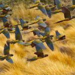 Burrowing Parakeets