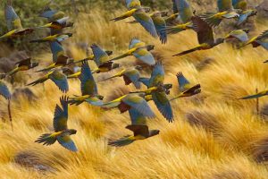 Burrowing Parakeets