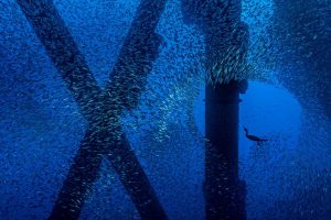 Cormorant Mackerel