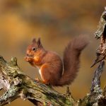 Highlands Squirrel