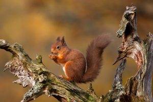 Highlands Squirrel