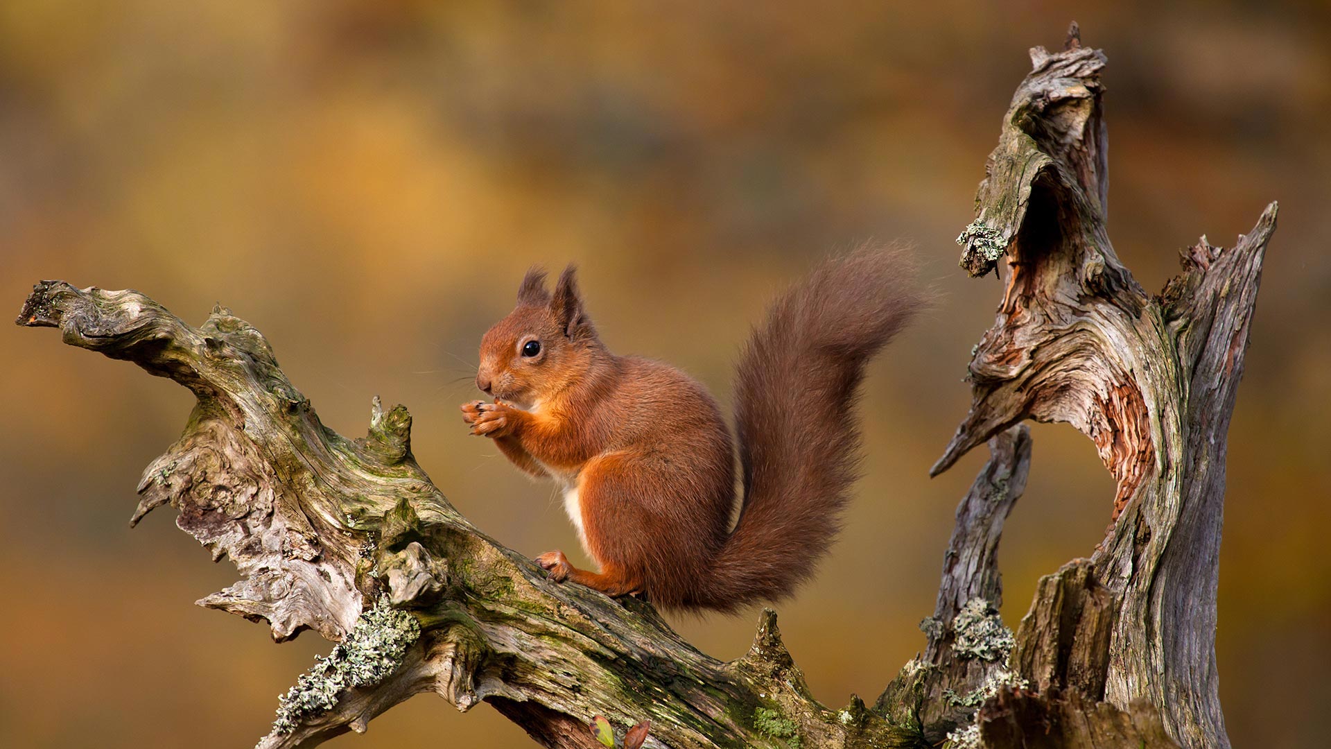 Highlands Squirrel – Bing Wallpaper Download