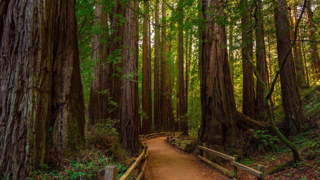 Muir Woods