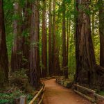 Muir Woods